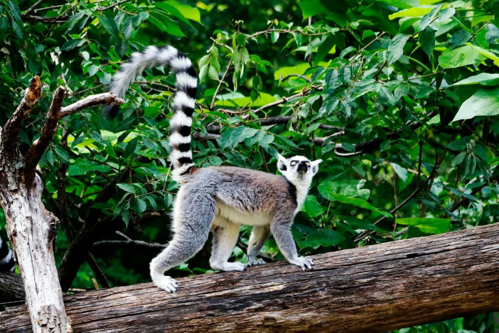Parc Lémuria Land JMNGA SERVICES lémurien madagascar