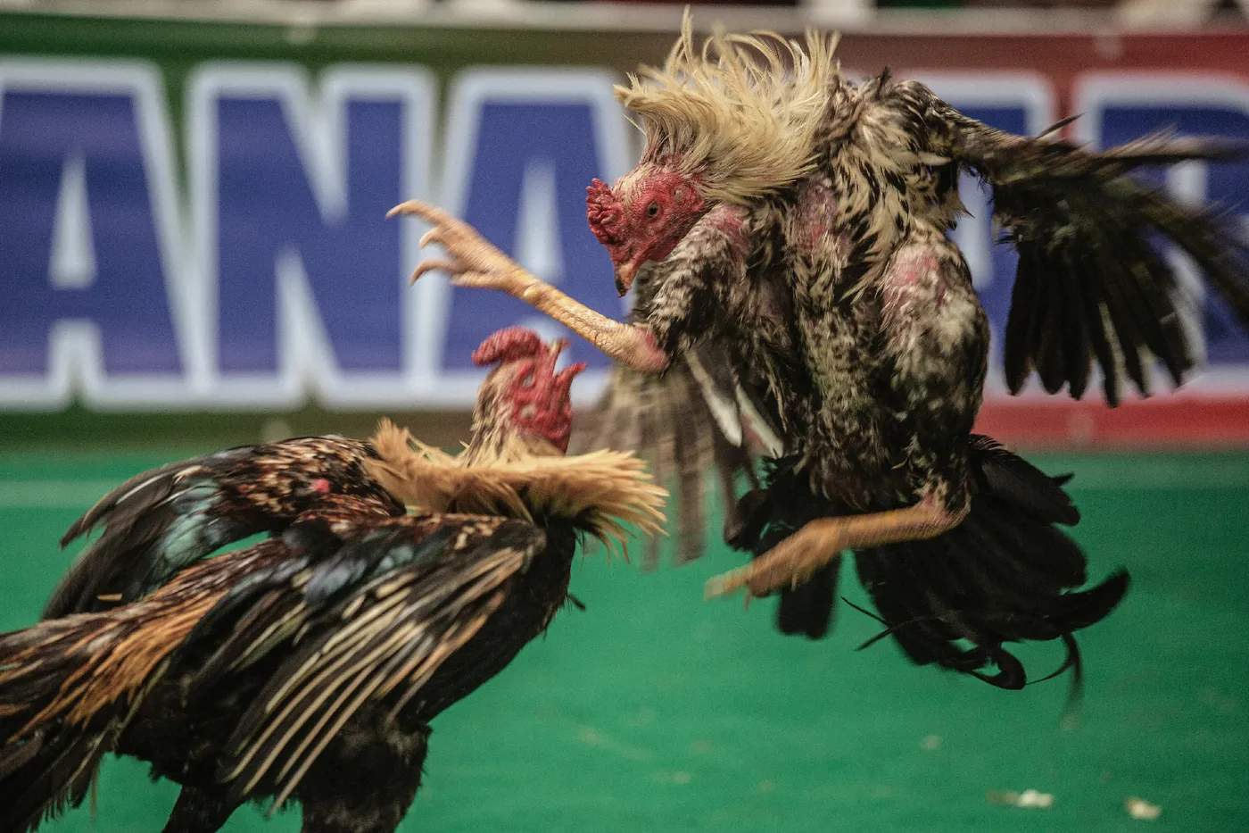 Combat coq madagascar