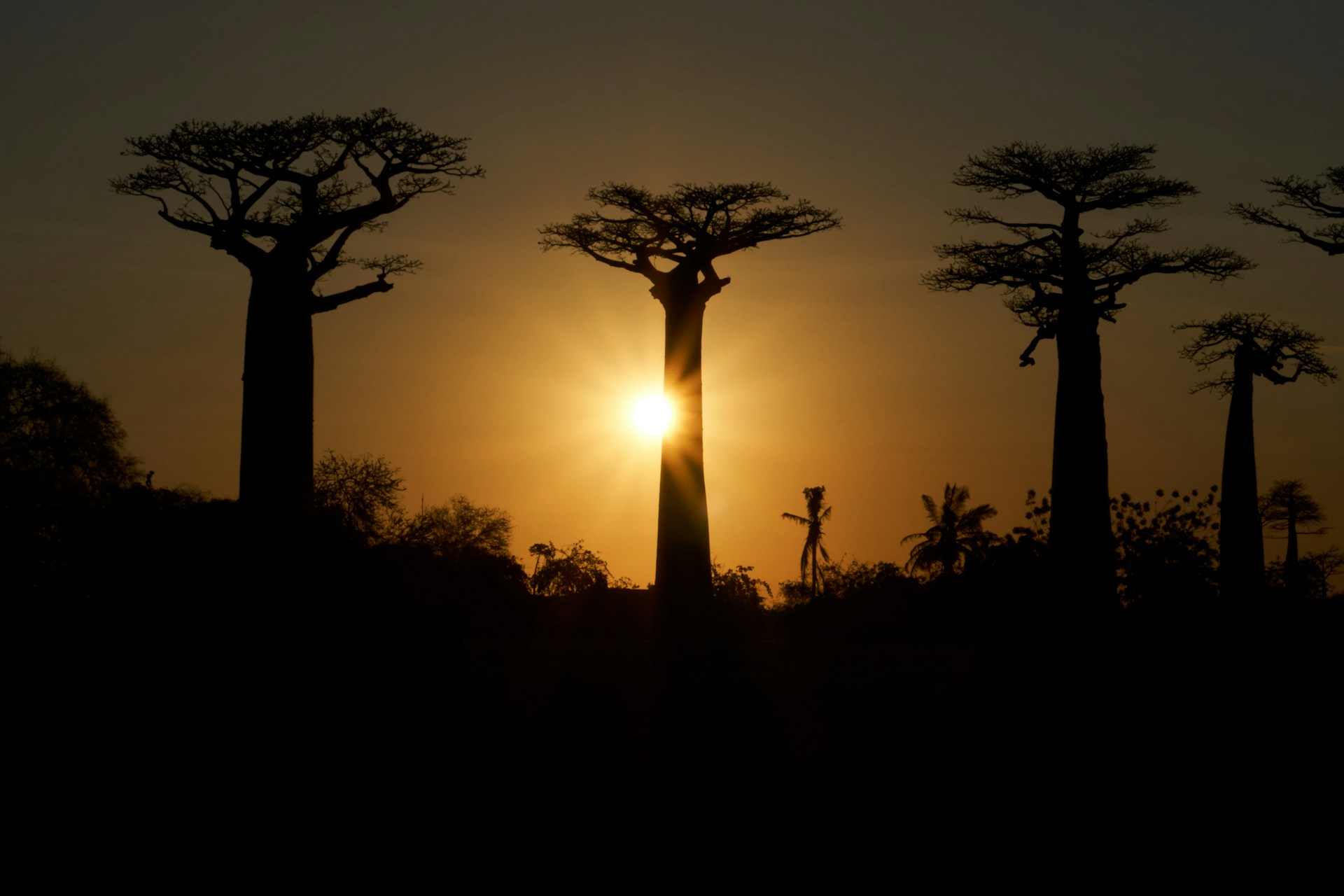 baobab madagascar