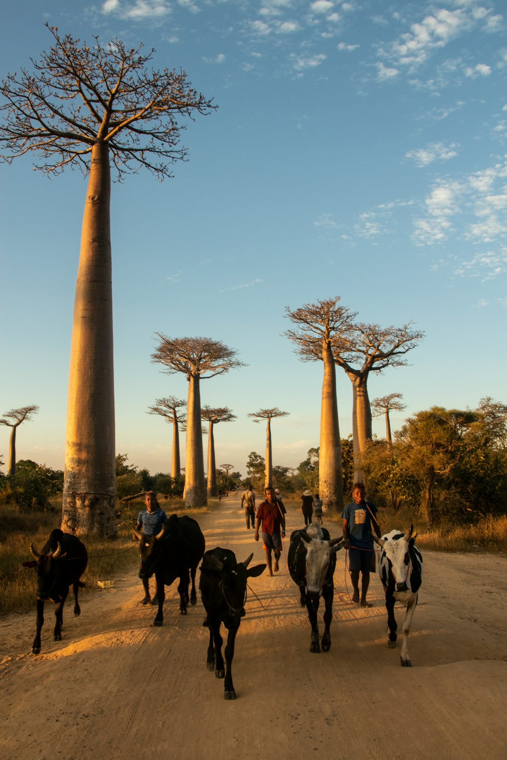 baobab madagascar