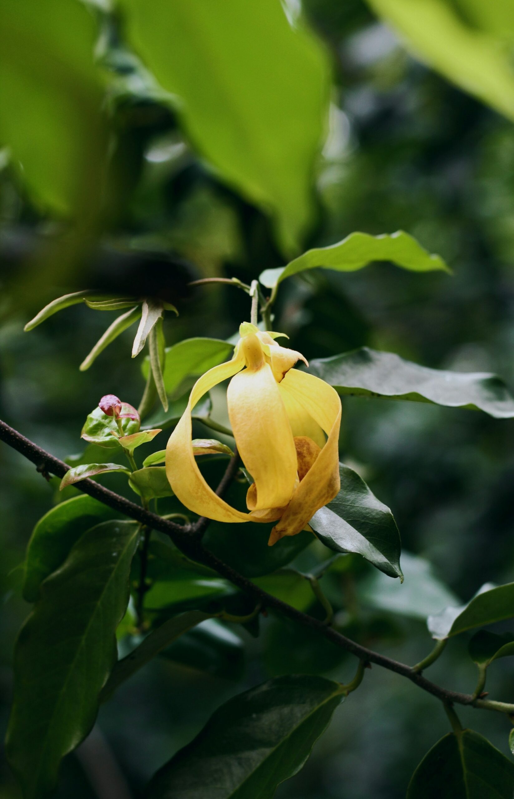 fleur d'ylang ylang