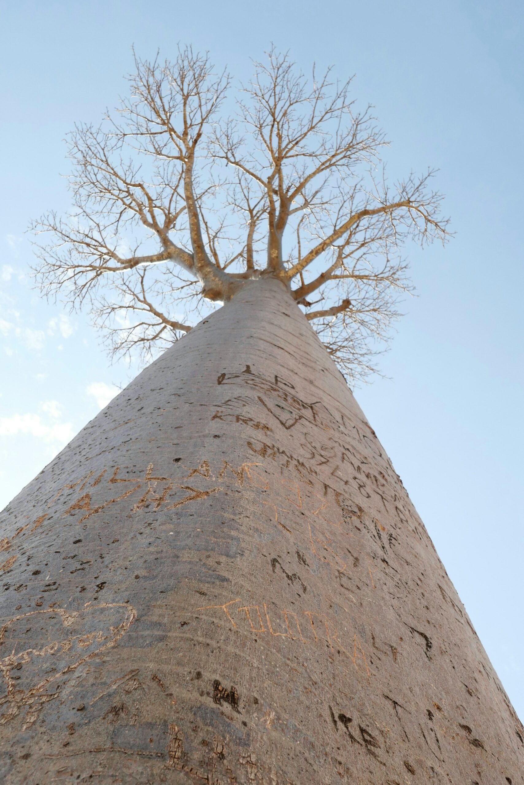 baobab madagascar