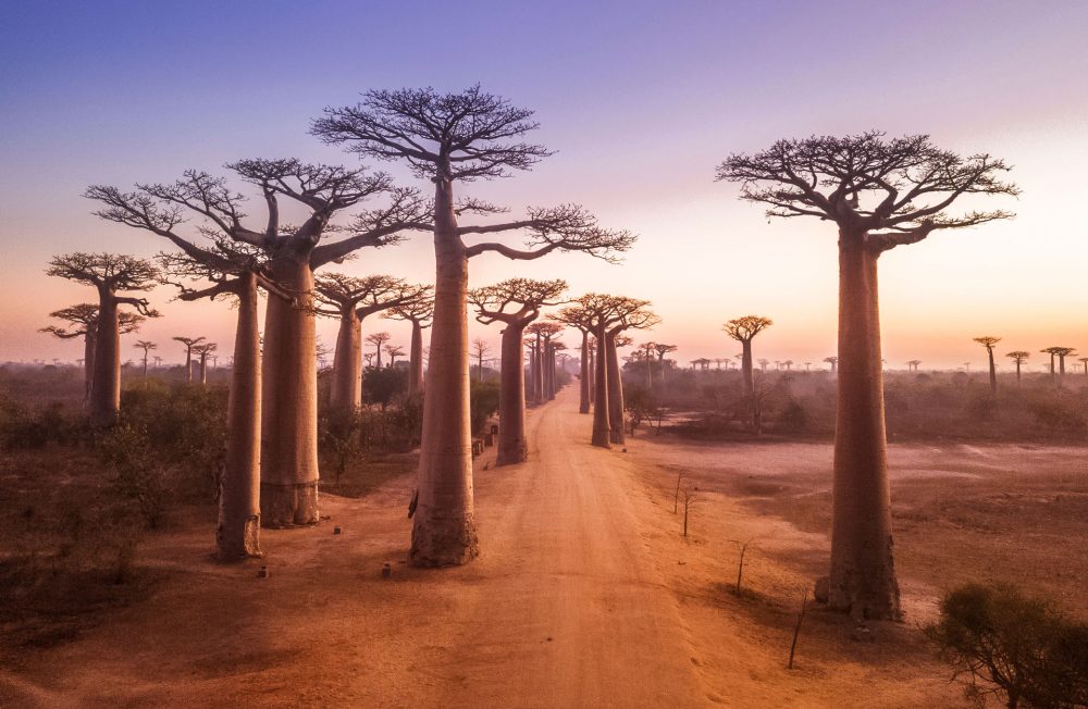 Visite des baobabs JMNGA SERVICES baobab madagascar