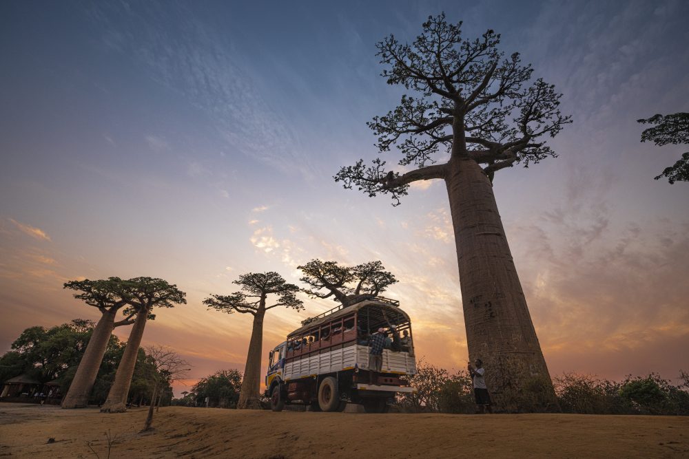 baobab madagascar