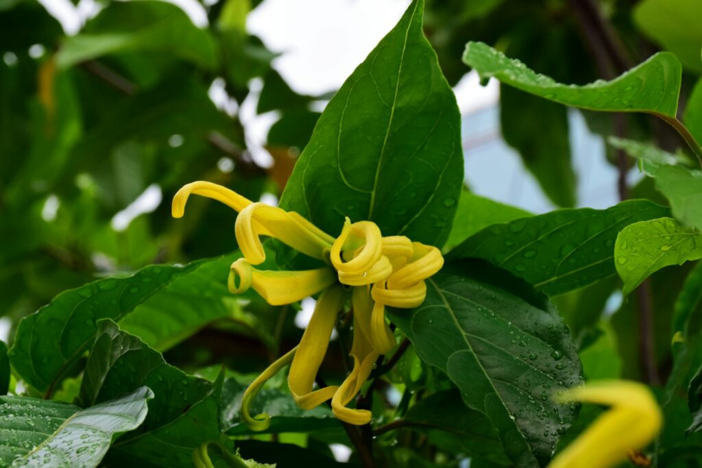 Visite des exploitations d’Ylang-Ylang JMNGA SERVICES fleur d'ylang ylang
