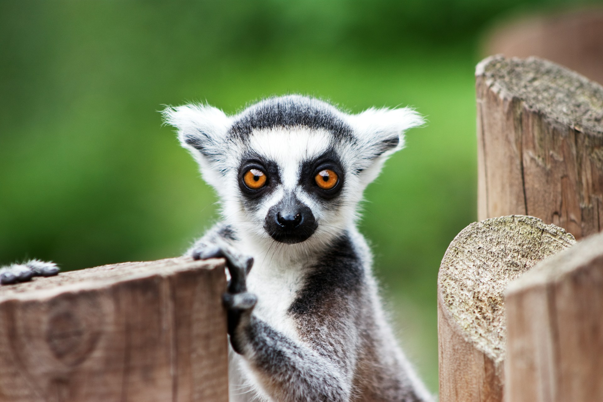 lémurien madagascar