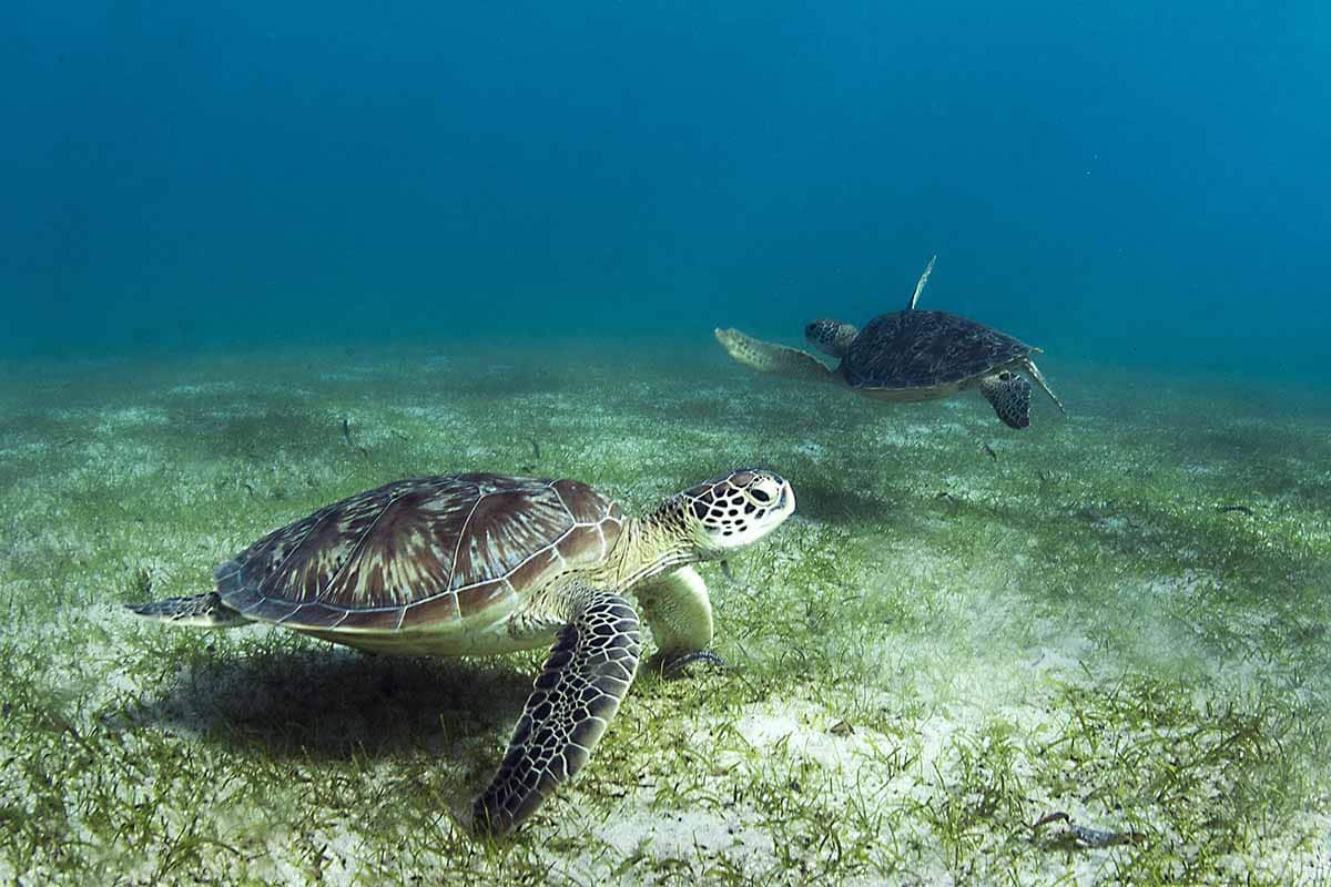 tortues-Nosy-Sakatia_excursions-Baleines-Randeau