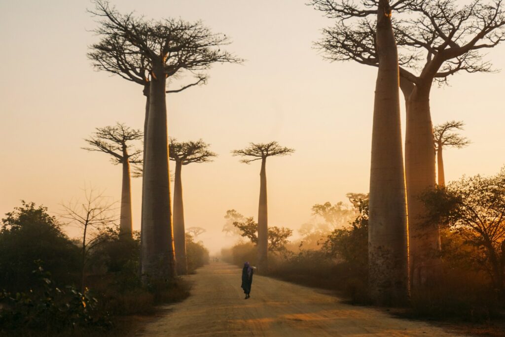 Randonnée JMNGA SERVICES Randonnée baobab Madagascar